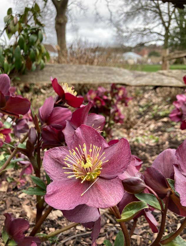 plantingkind-home